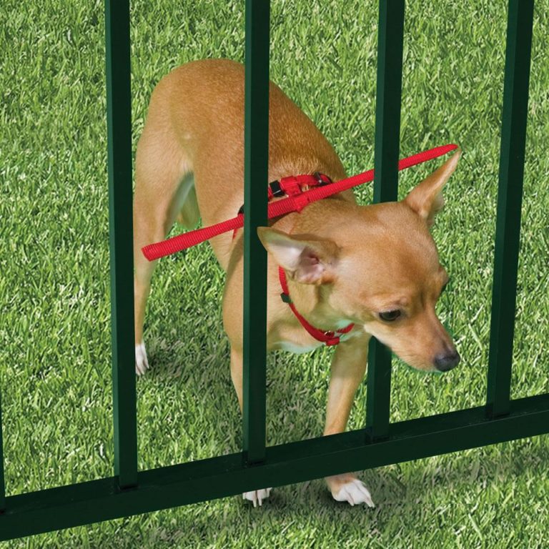 How to Prevent Your Dog from Escaping
