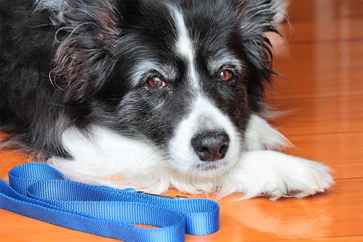 Potty training solutions for older dogs with bad habits