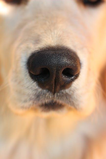 Building a Strong Foundation Start with Basic Obedience Training