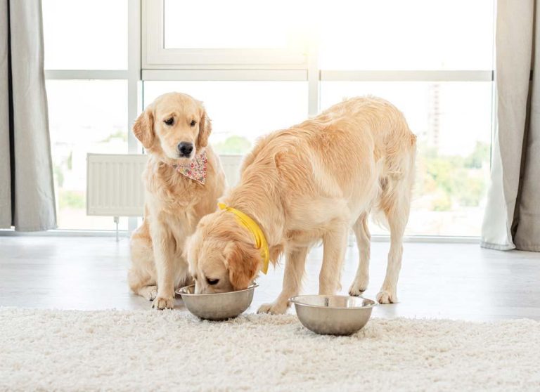 How to correct food aggression in large breed dogs