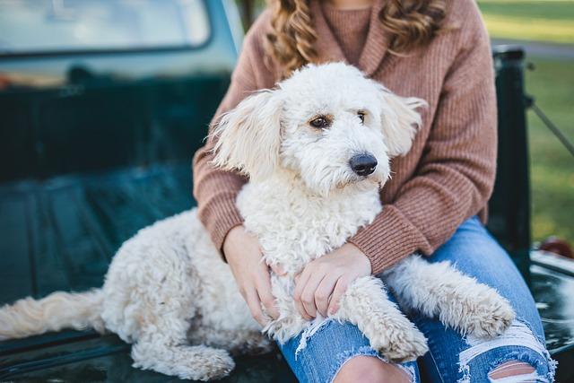 The Best Grooming Hacks for Busy Dog Owners