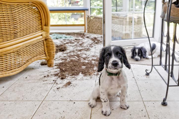 The Ultimate Guide to Puppy Proofing Your Home