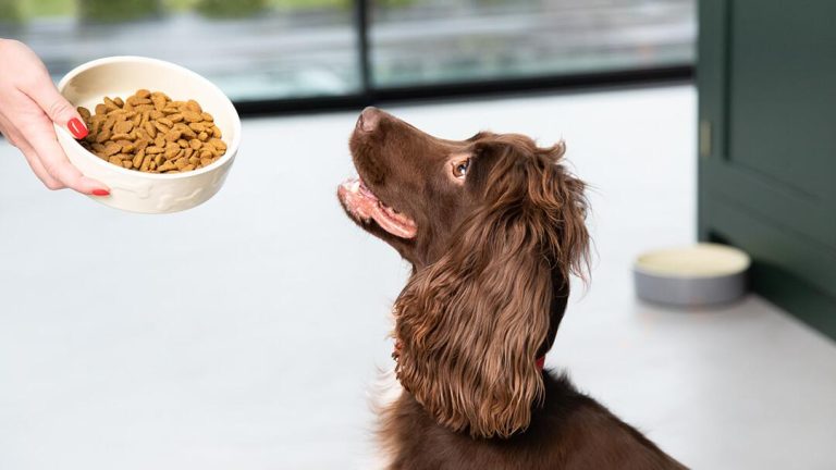 How to balance protein and carbs in a dog’s diet
