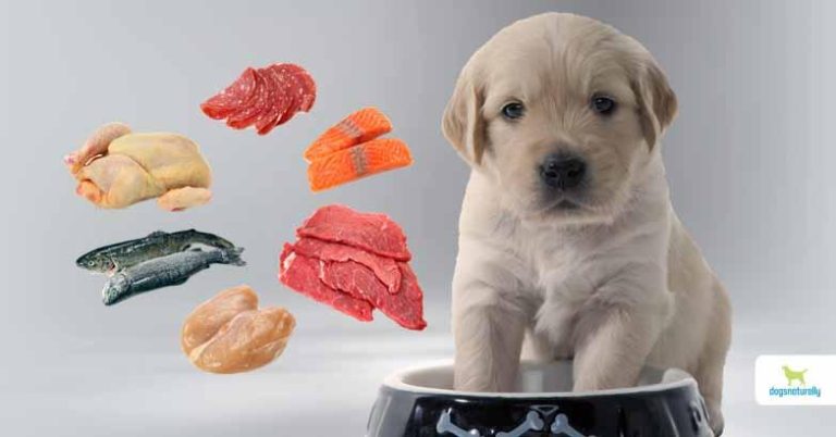 The Importance of Protein in Your Dog’s Diet