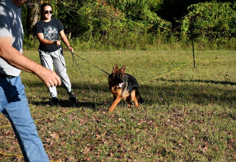 Training a dog to stop digging in the yard