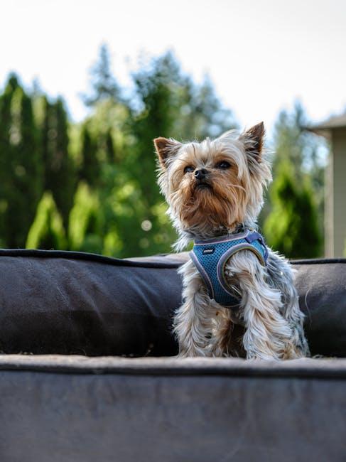 Best dog harnesses for keeping your dog secure