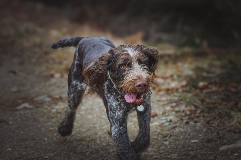 How to handle a dog that refuses to walk on a leash