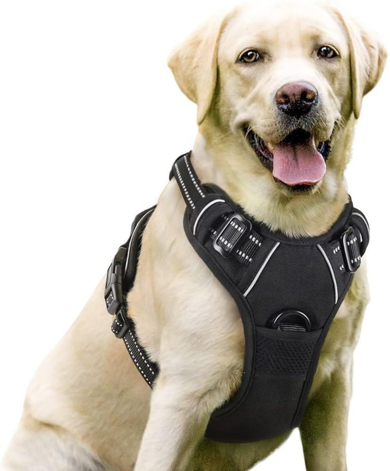 How to Use a Dog Harness Safely