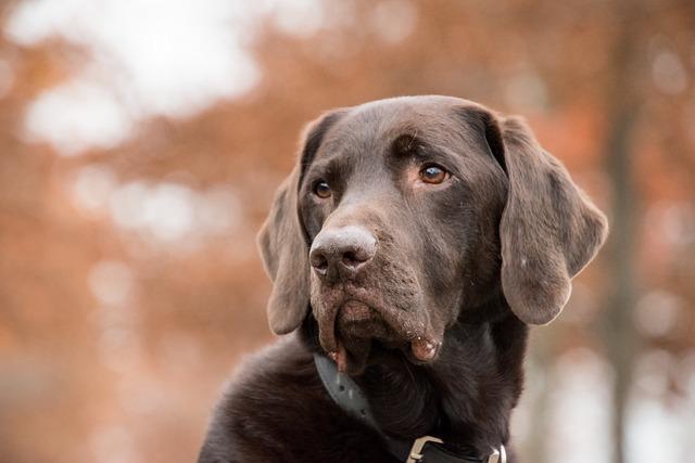 Exploring Different Types of Dog Collars