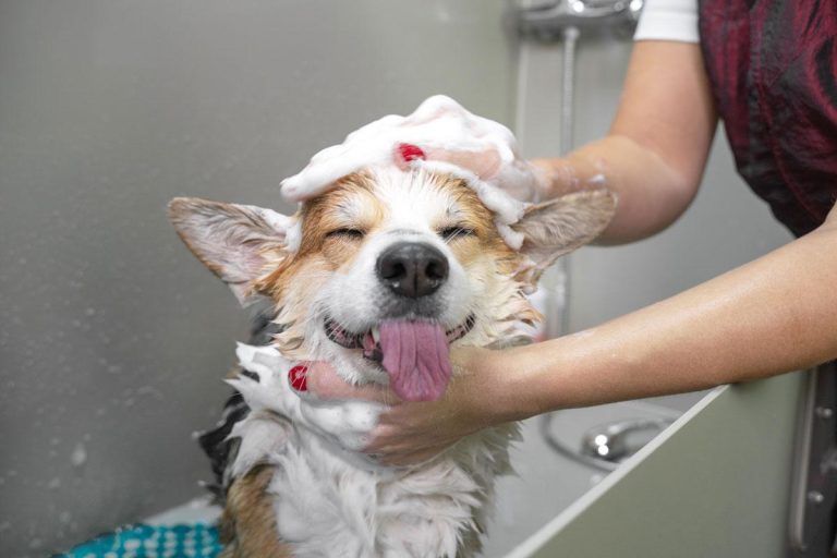 How to Handle a Dog That Hates Grooming