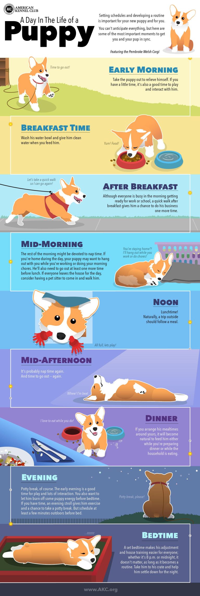 How to Create the Perfect Daily Routine for Your Dog