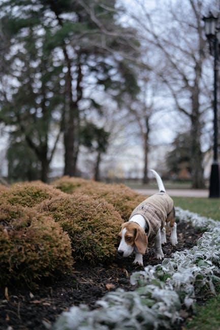 Incorporate Scent Games to Challenge Your Dogs Nose