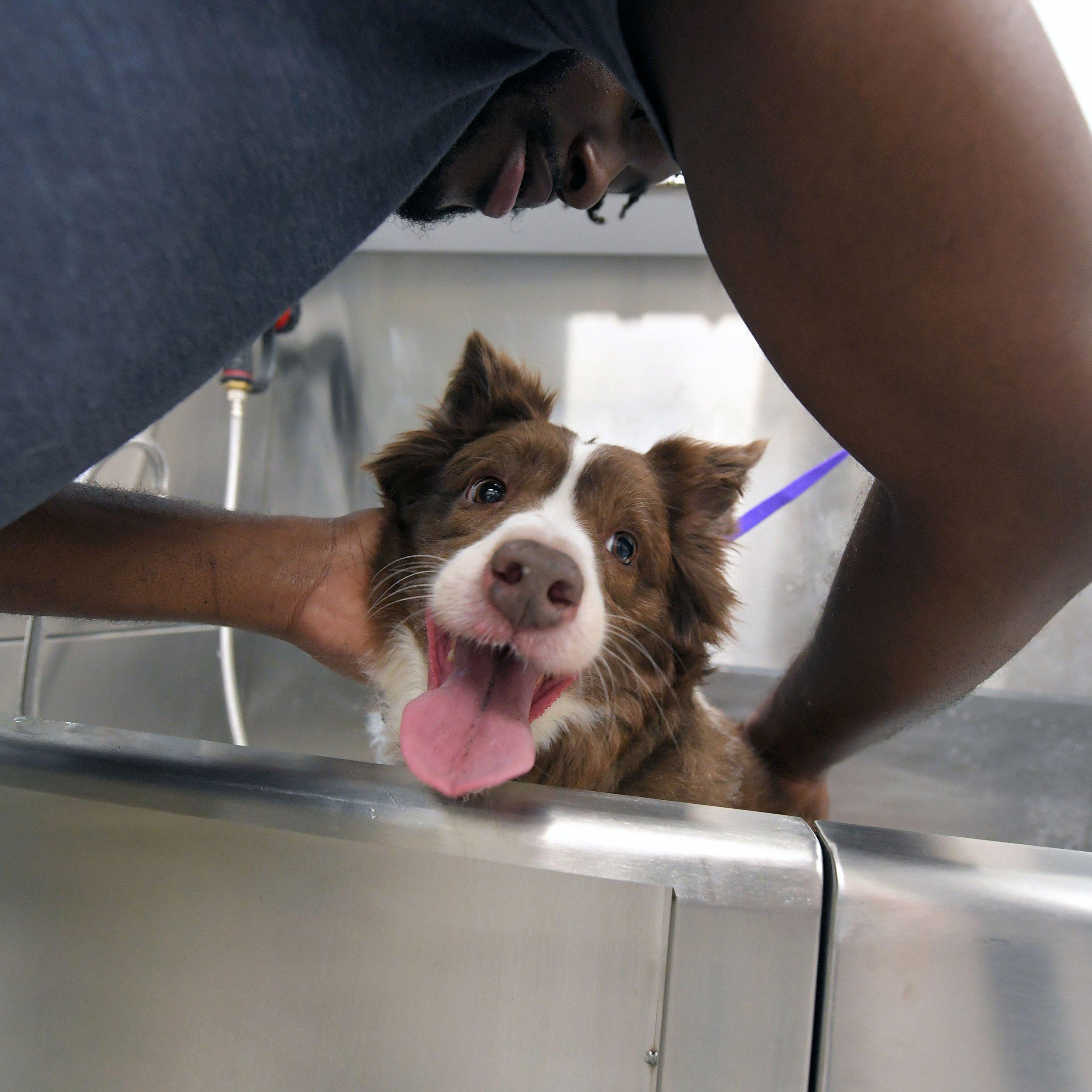 Bathing Techniques to Keep Your Double Coated Dog Fresh