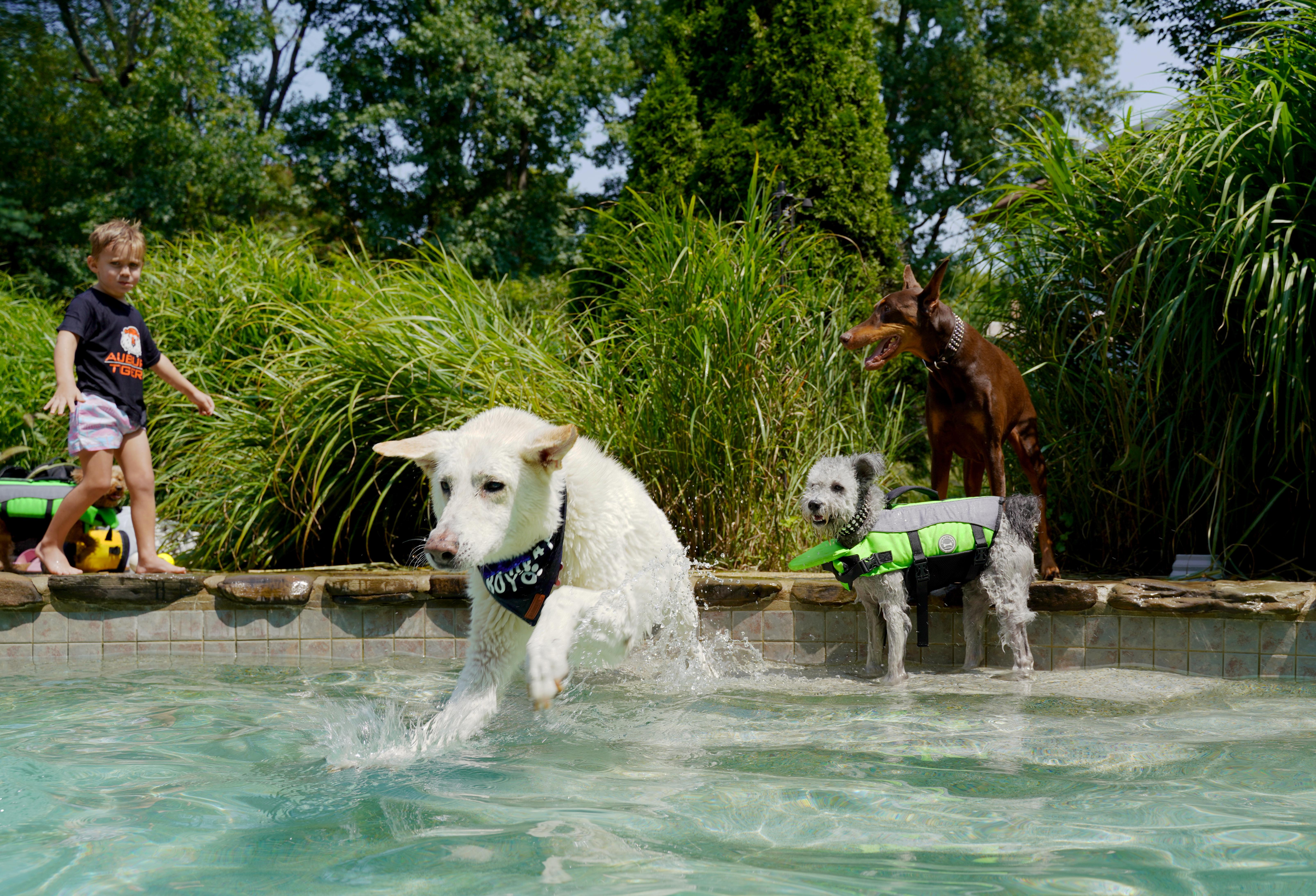 Choosing the Right Life Jacket for Your Furry First Mate