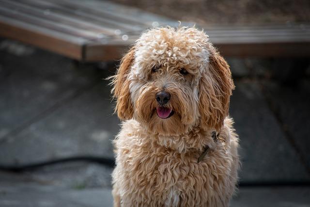 Understanding Your Dogs Unique Curly Coat Needs