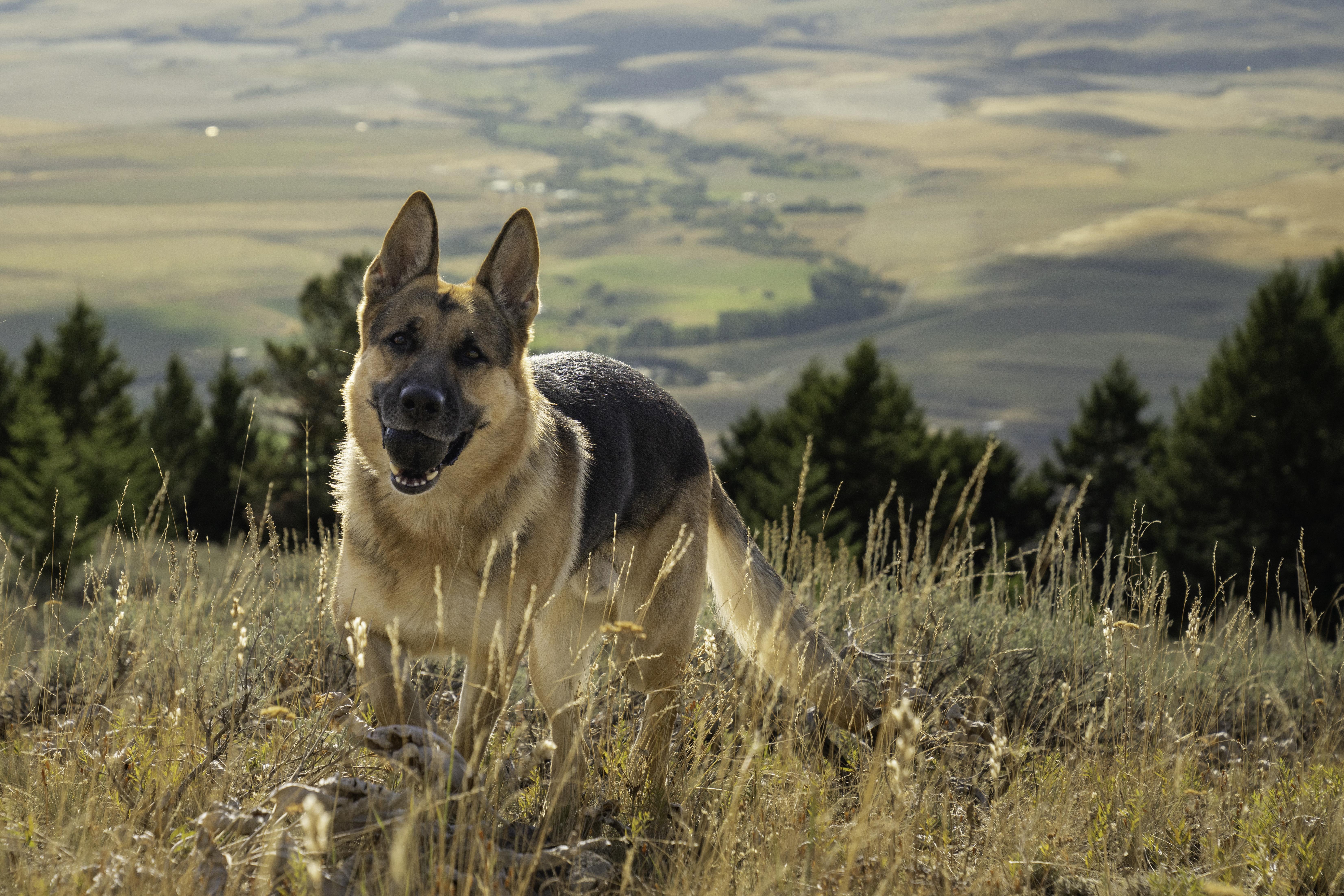 Durable Picks for Endless Fetch Sessions