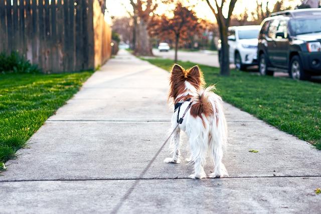 Positive Reinforcement Techniques for Encouraging Good Leash Manners