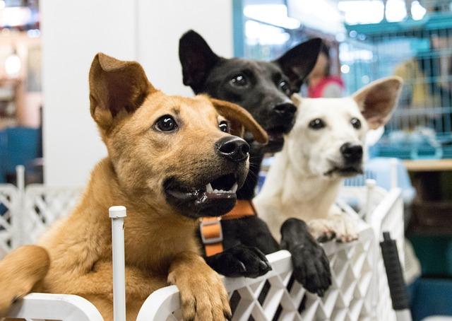 Creating a Supportive Environment for Your Furry Friend