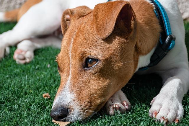 Safe⁣ Fruits and Vegetables Your ⁣Dog Will Love