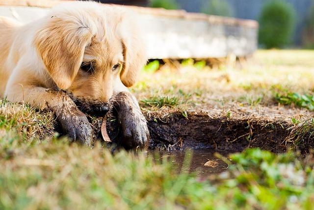 Designing a Puppy-Friendly Landscape: Tips for Choosing Plants and Materials