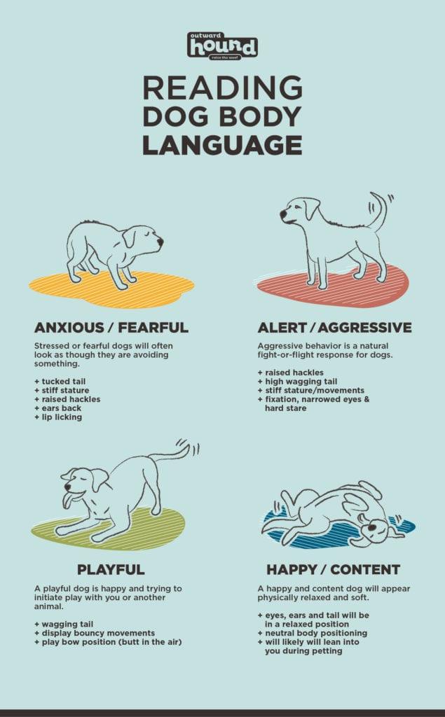 Understanding Your Dogs Body Language and Stress Signals