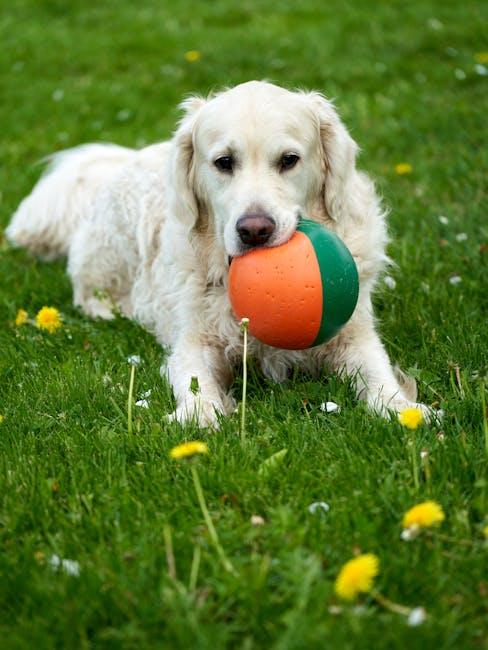 Choosing Durable Fetch Toys for Endless Playtime