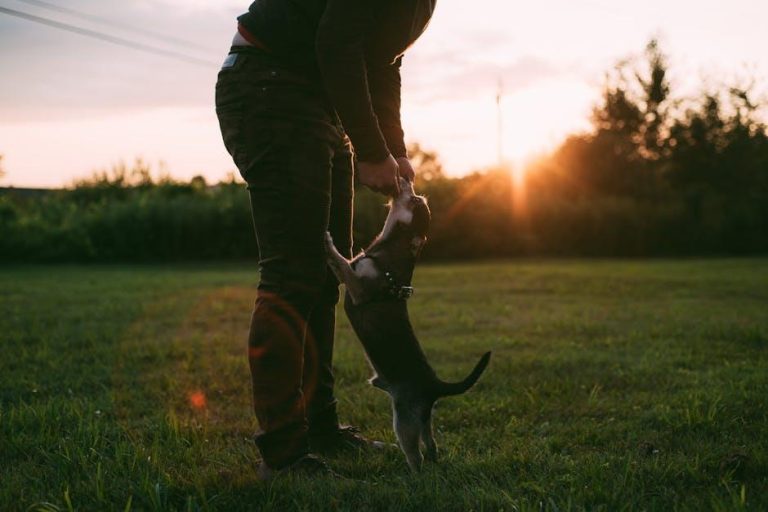 How to Teach Your Dog to Greet People Politely