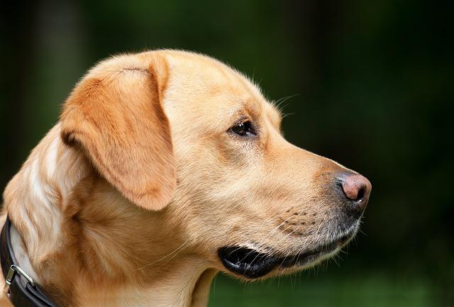 How to Safely Use Dog Collars and Leashes