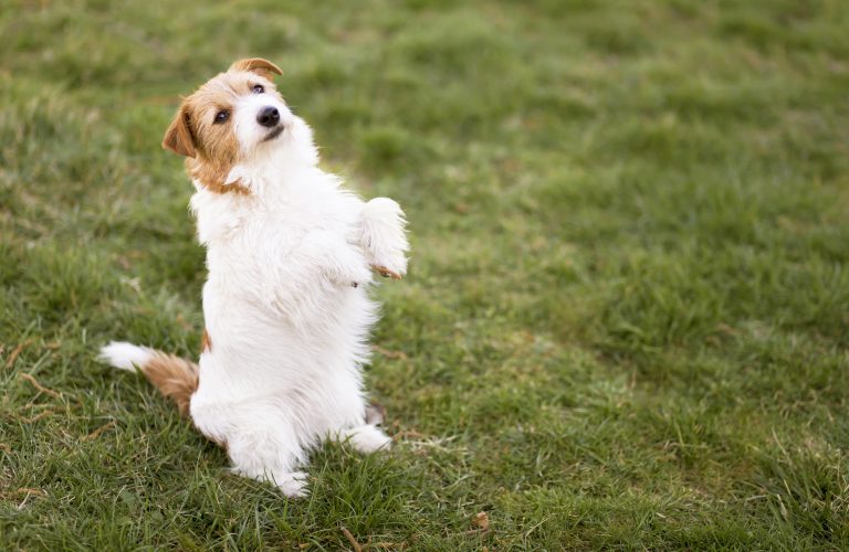 A Beginner’s Guide to Puppy Training