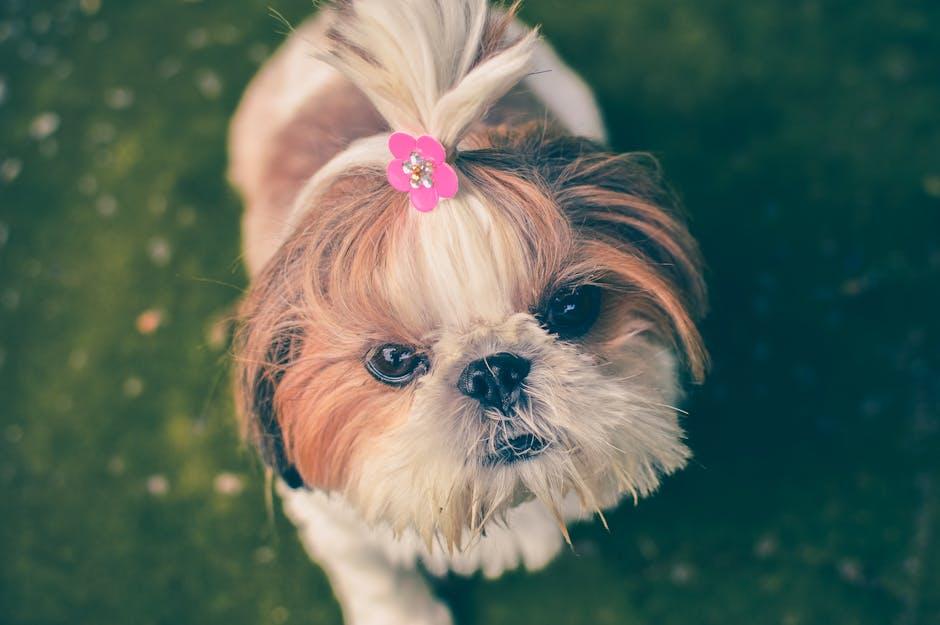 Creating a Peaceful Environment for Your Furry Friend