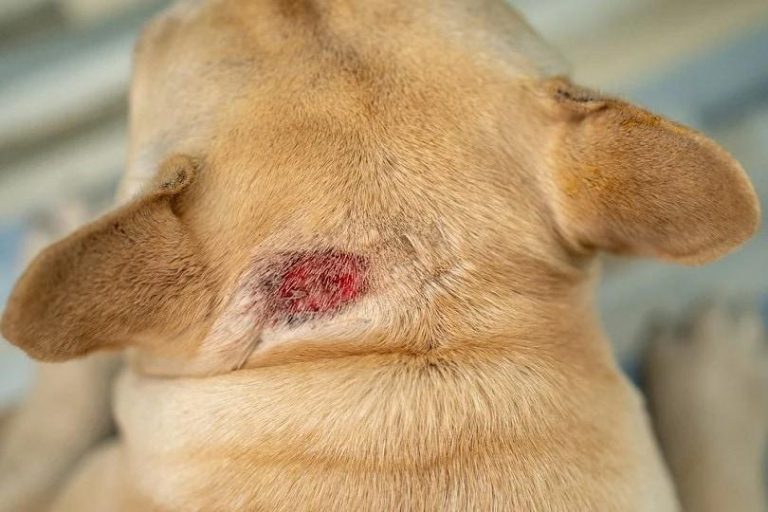 How to Check Your Dog for Skin Conditions
