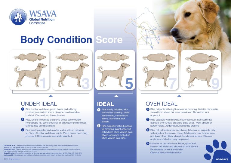 Managing Your Dog’s Energy Levels Daily