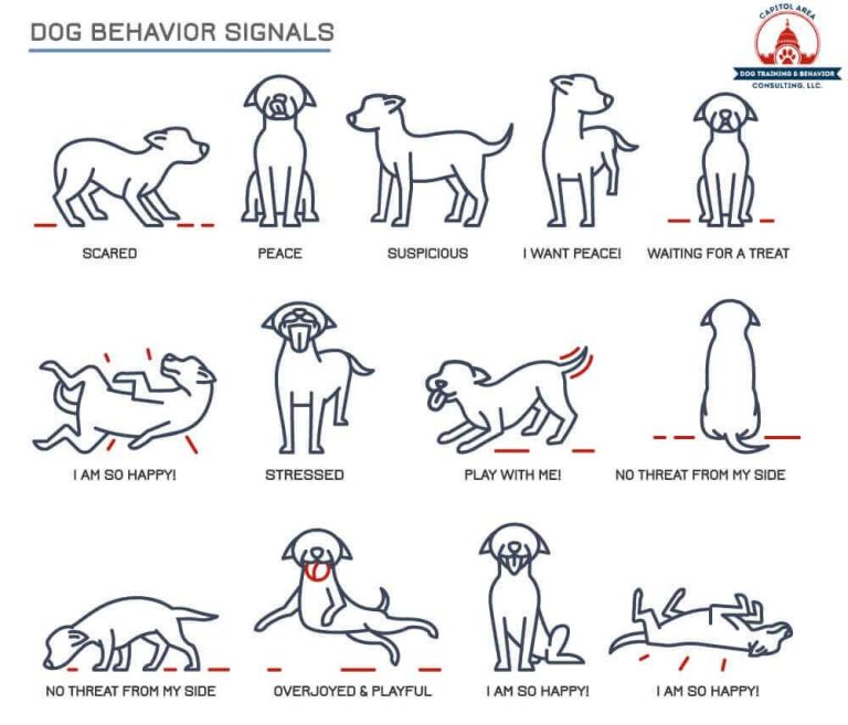 Should You Punish Bad Behavior in Dogs