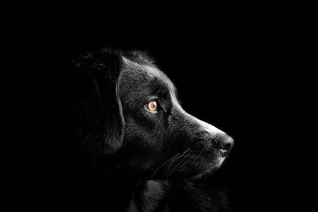 Choosing a Designer Breed: What to Consider for a Healthy Pet
