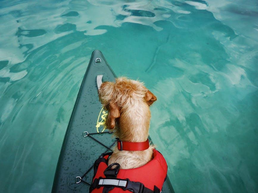 Preparing Your Canine Companion for a Boat Adventure