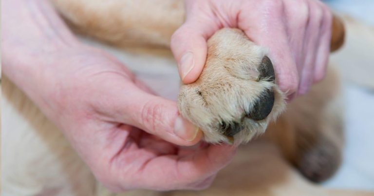 How to Keep Your Dog’s Paws Clean and Healthy