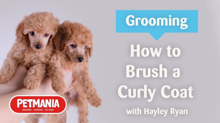 How to Groom a Dog with Curly Fur