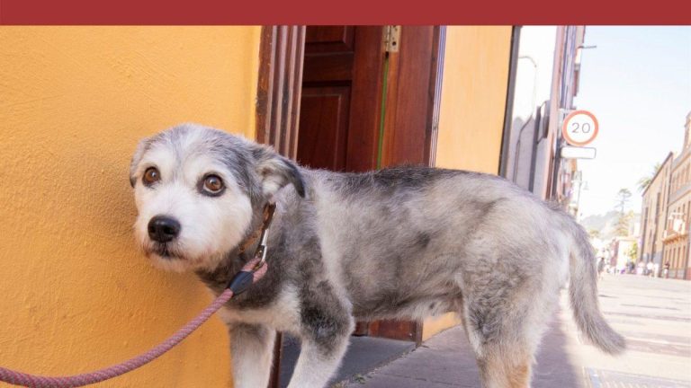 Socialization strategies for fearful rescue dogs