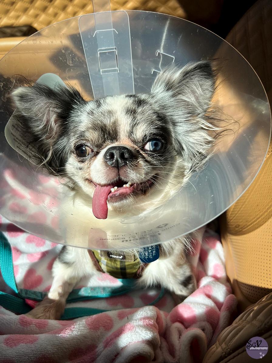 Understanding the Health Implications for Your Furry Friend