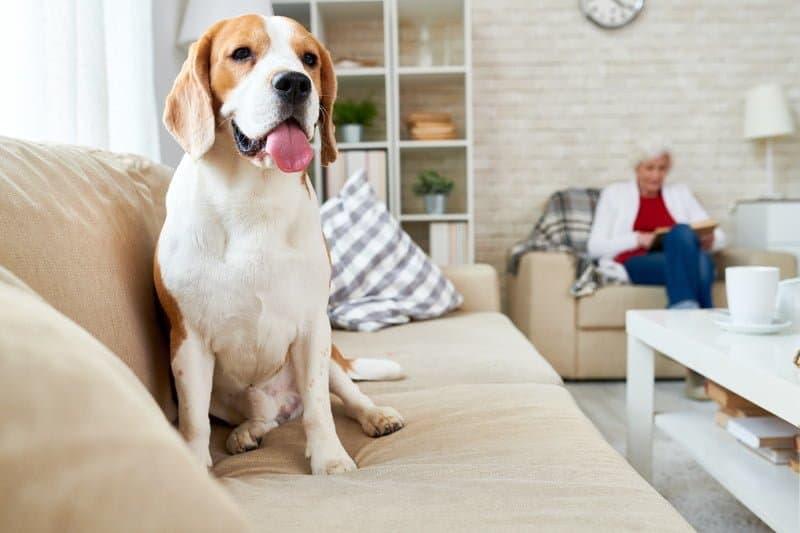 Training Tips for Furniture-Friendly Behavior