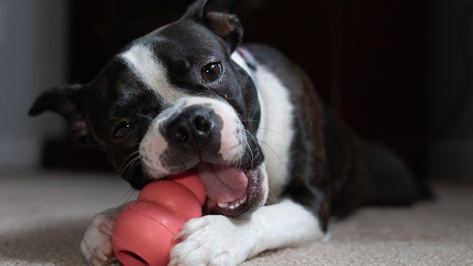 Choosing the Right Chew Toys for Your Dog