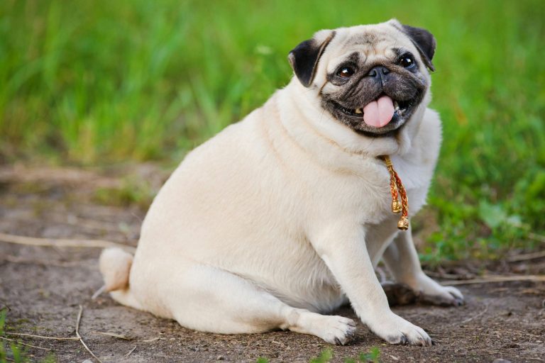 How to prevent obesity in dogs with diet