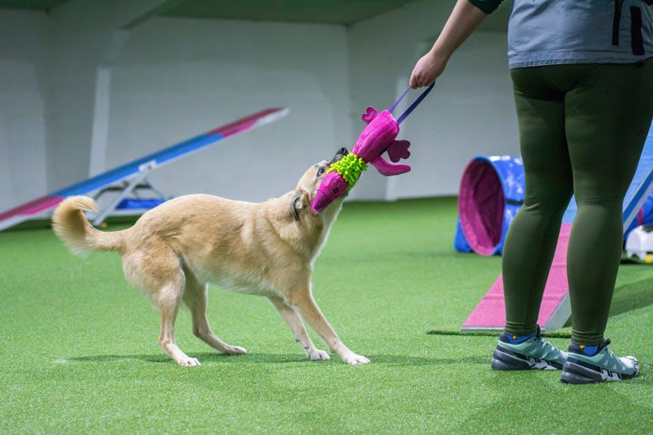 Incorporating Toys into Daily Training Routines