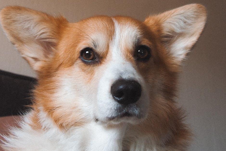 Understanding Your Dogs Nail Anatomy to Prevent Bleeding