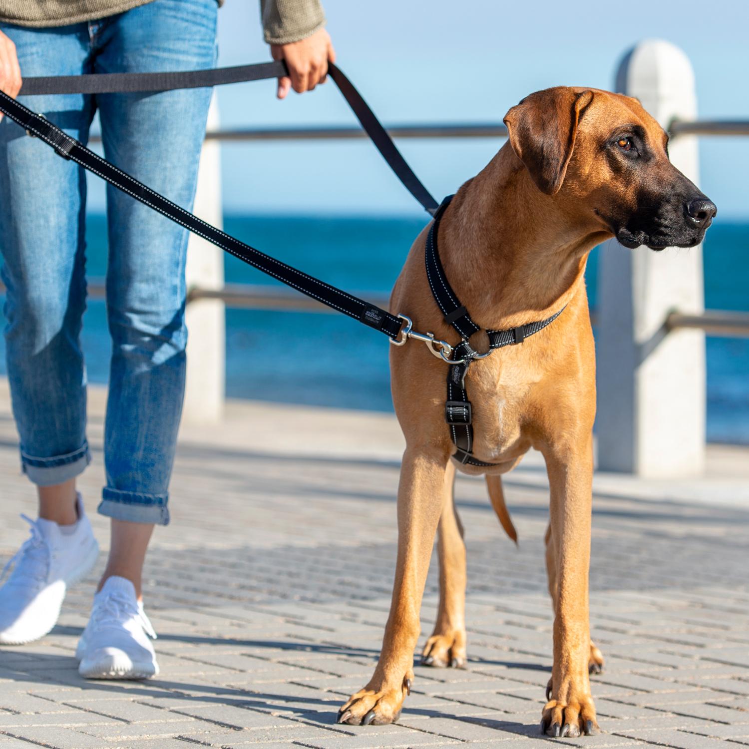 Mastering Basic Commands for Better Leash Control