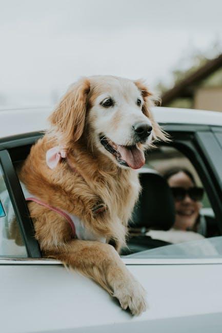 Training Your Dog to Enjoy Car Rides