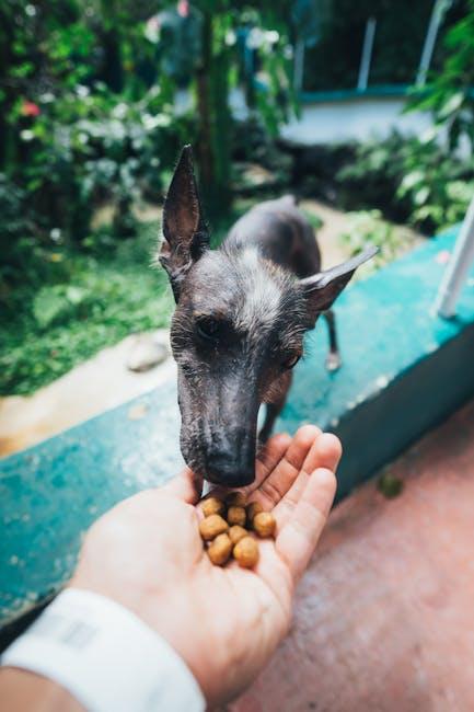 Choosing the‍ Right Food for Your​ Furry Friend