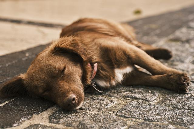 Summer Paw Care:⁢ Keeping Paws Cool and Comfortable