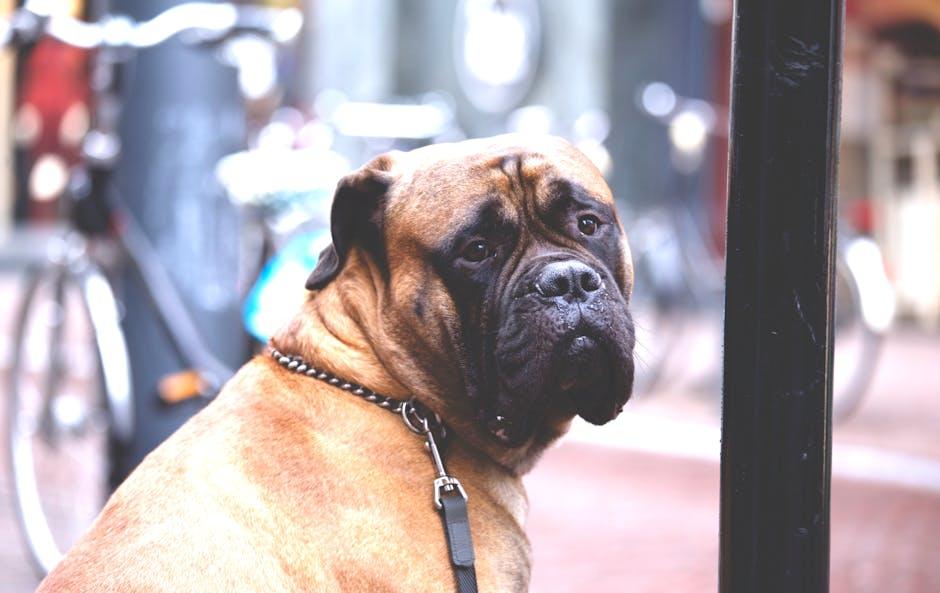 Understanding​ the Nutritional Needs‍ of⁣ Large Breeds