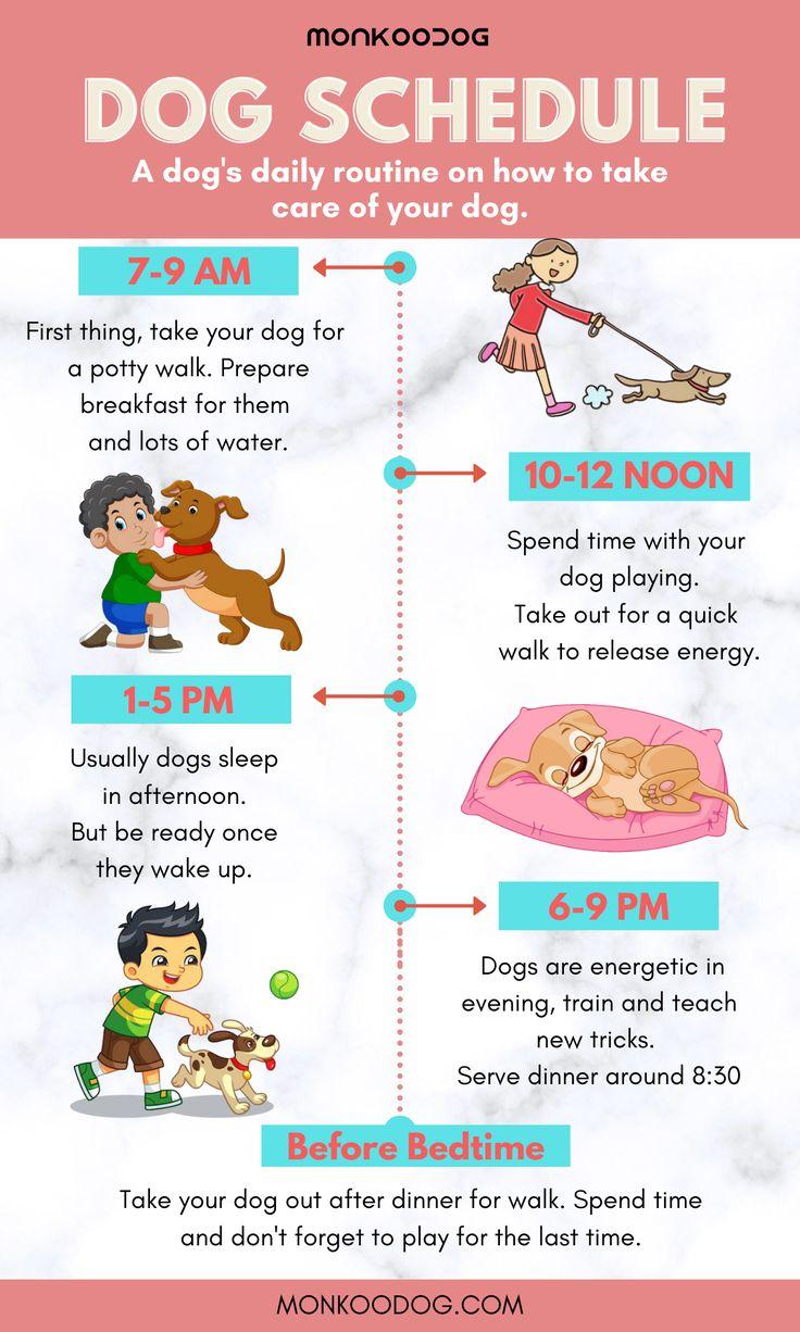 Understanding Your Dogs Unique Needs